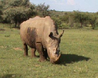 khama rhino sanctuary white rhino