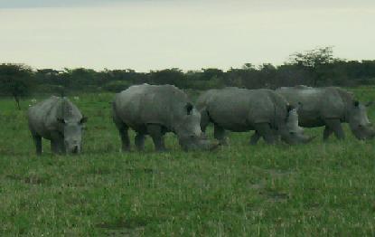 khama rhino sanctuary white rhino